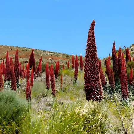 Kiko * 伊科德·德·洛斯·维诺斯