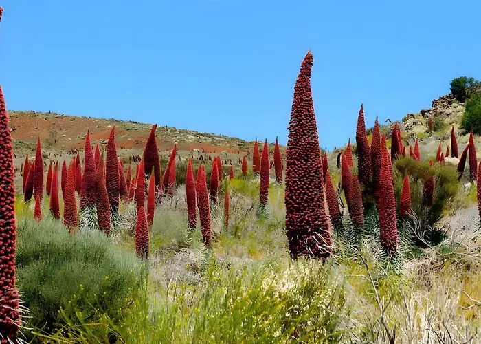 Kiko * Icod De Los Vinos